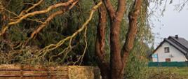 Na zdjęciu widoczne złamane drzewo, pochylone nad ogrodzeniem posesji.
