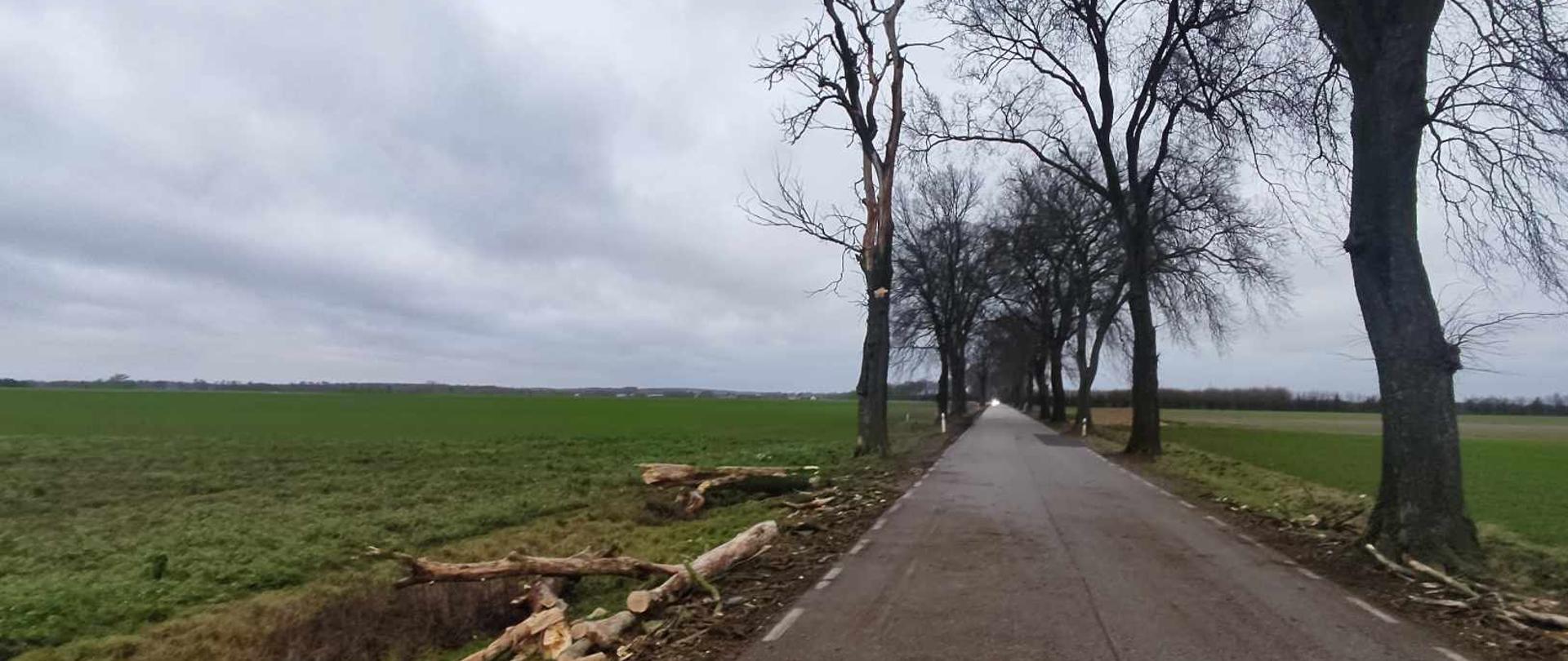 Usunięte drzewa leżą na poboczu