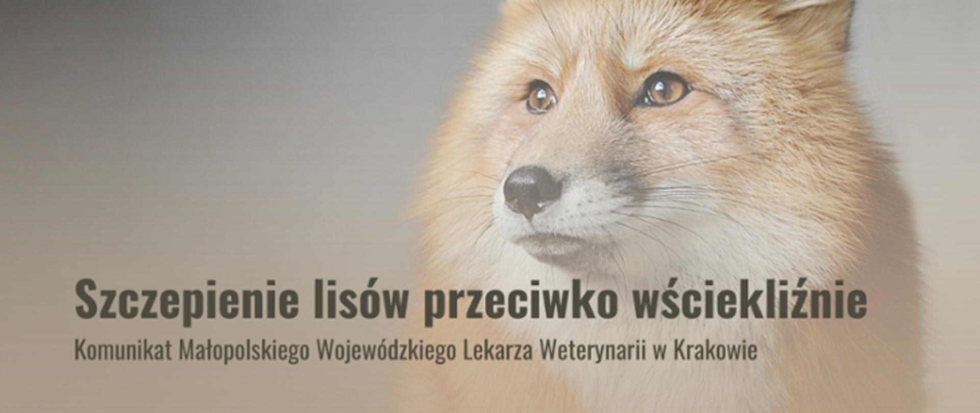 Grafika przedstawia lisa oraz napis "Szczepienie lisów przeciw wściekliźnie"