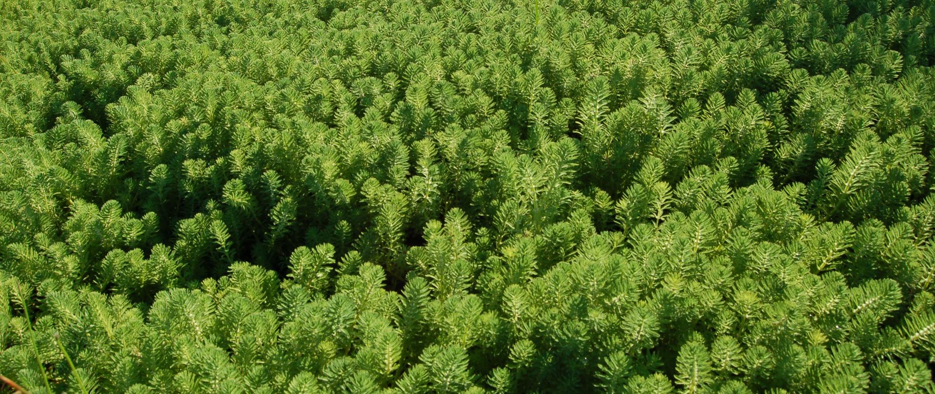 Na zdjęciu wyrastające ponad wodę zielono ulistnione wywłóczniki brazylijskie.