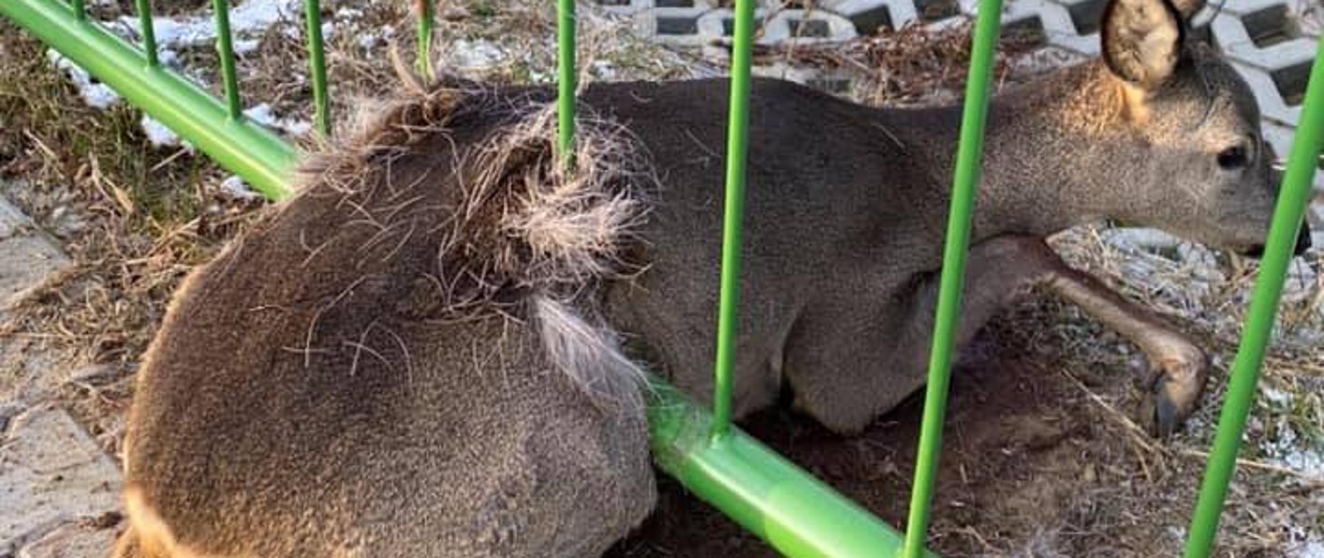 Zdjęcie przedstawia ranną sarnę leżącą na chodniku i uwięzioną w metalowej barierce pomiędzy dwoma prętami