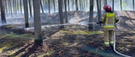 Pożar lasu Mikoszewo