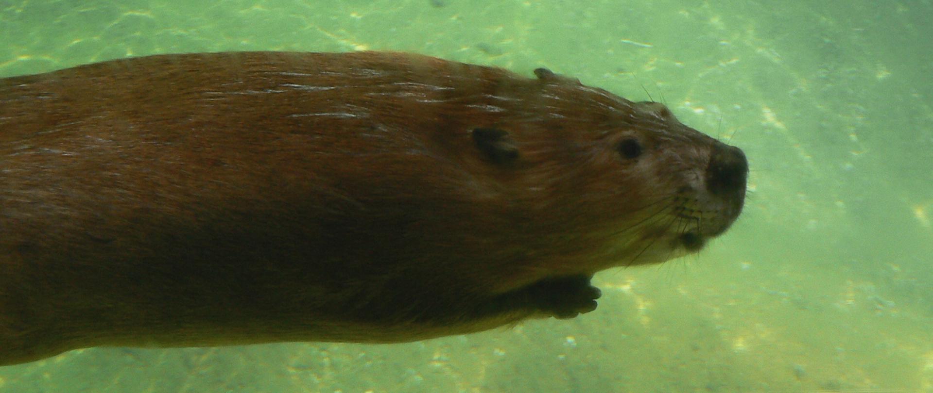 Na zdjęciu widoczny jest pływający bóbr kanadyjski o brązowej sierści, z widocznym gdzieniegdzie rdzawym poblaskiem. 