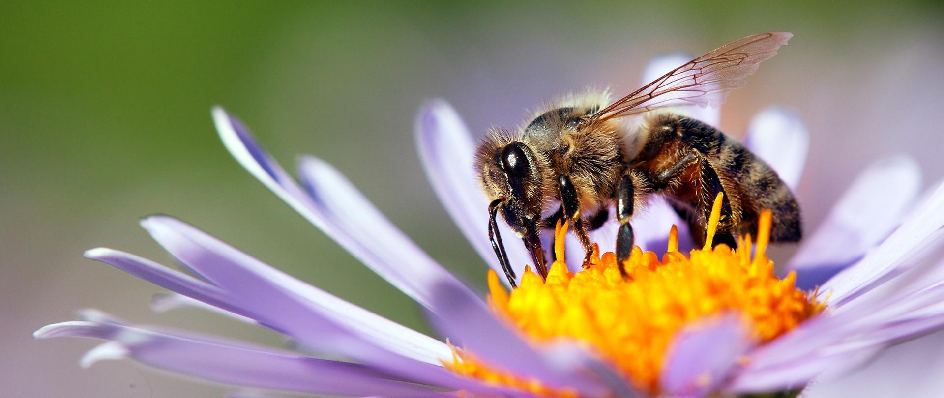 Pszczoła miodna siedząca na kwiecie