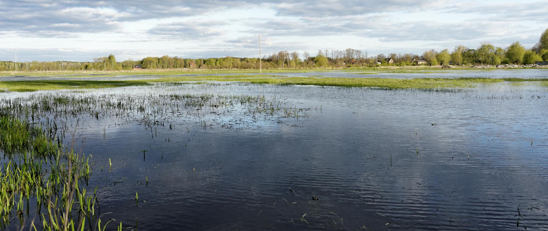 zalana łąka