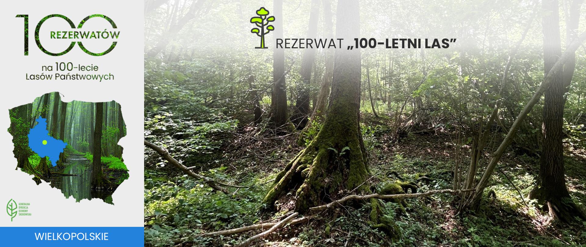 Rezerwat 100-letni Las. W centralnym punkcie drzewo liściaste z wystającymi konarami. 