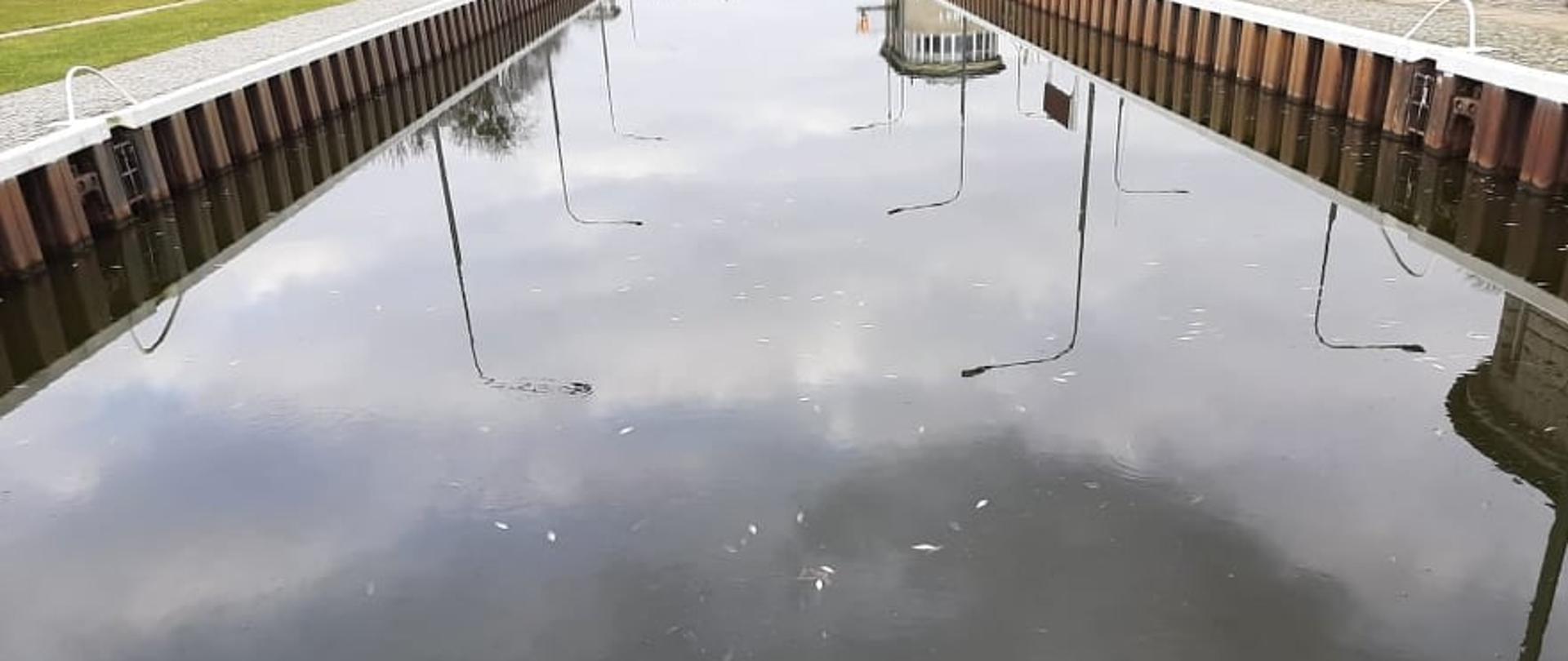 Śnięte ryby na Kanale Gliwickim 