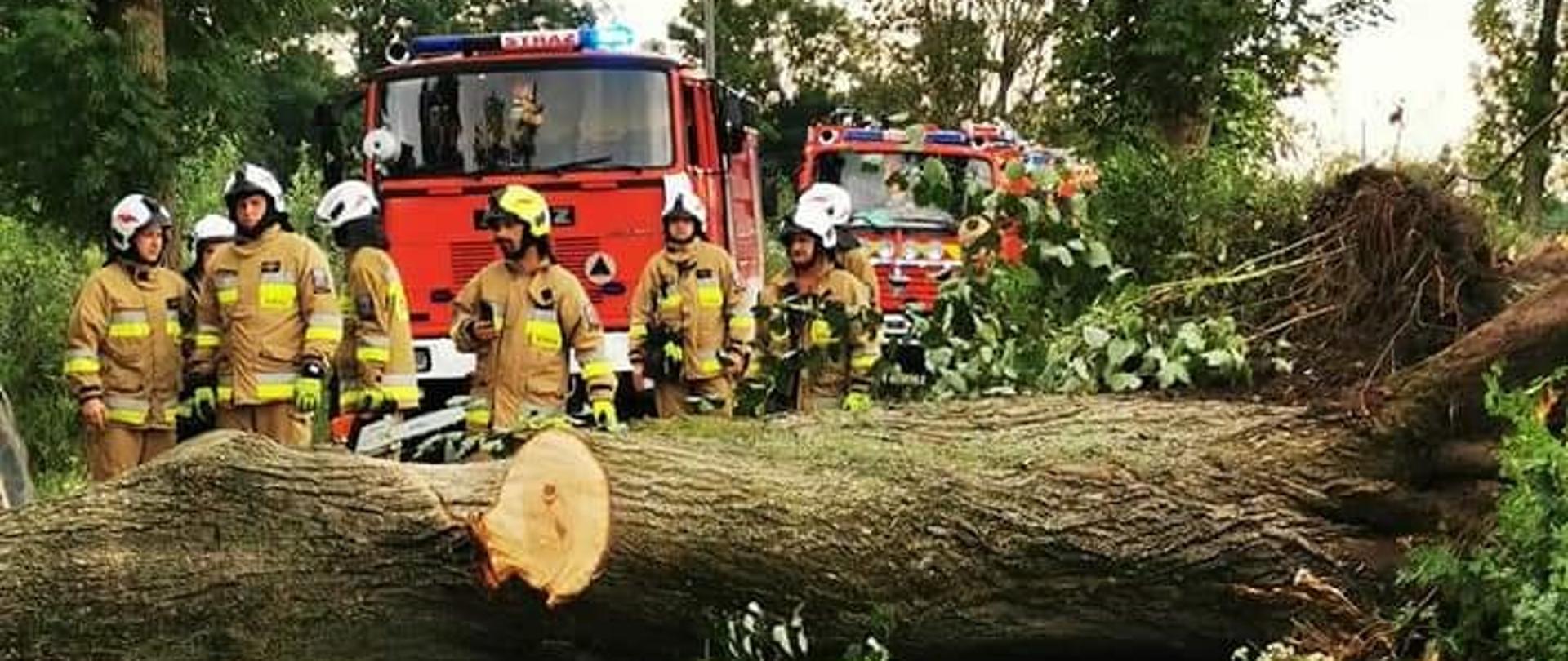 Strażacy OSP Prabuty i OSP Kołodzieje stoją przy powalonym drzewie