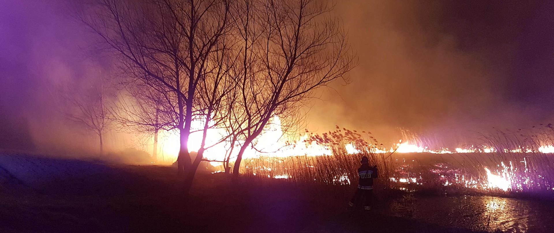 zdjęcie zrobione w nocy. Na zdjęciu widać palącą się trawę na nieużytkach. Na zdjęciu widać ogień i dym i strażaka gaszącego pożar. 