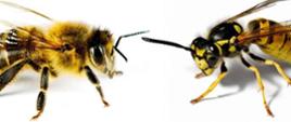 Pszczoła po lewej i osa po prawej na widocznej grafice stoją naprzeciw siebie.