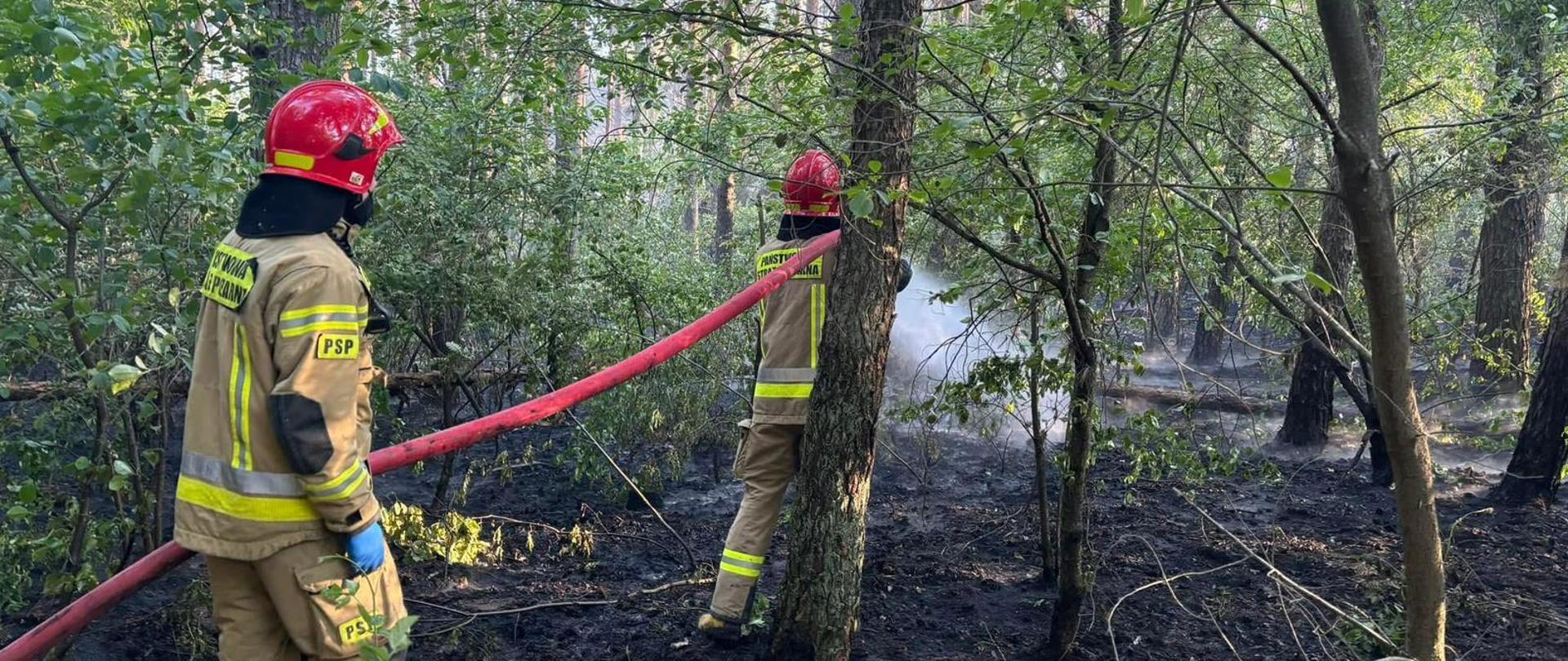 Szkolna Jednostka Ratowniczo - Gaśnicza podczas gaszenia pożaru lasu 