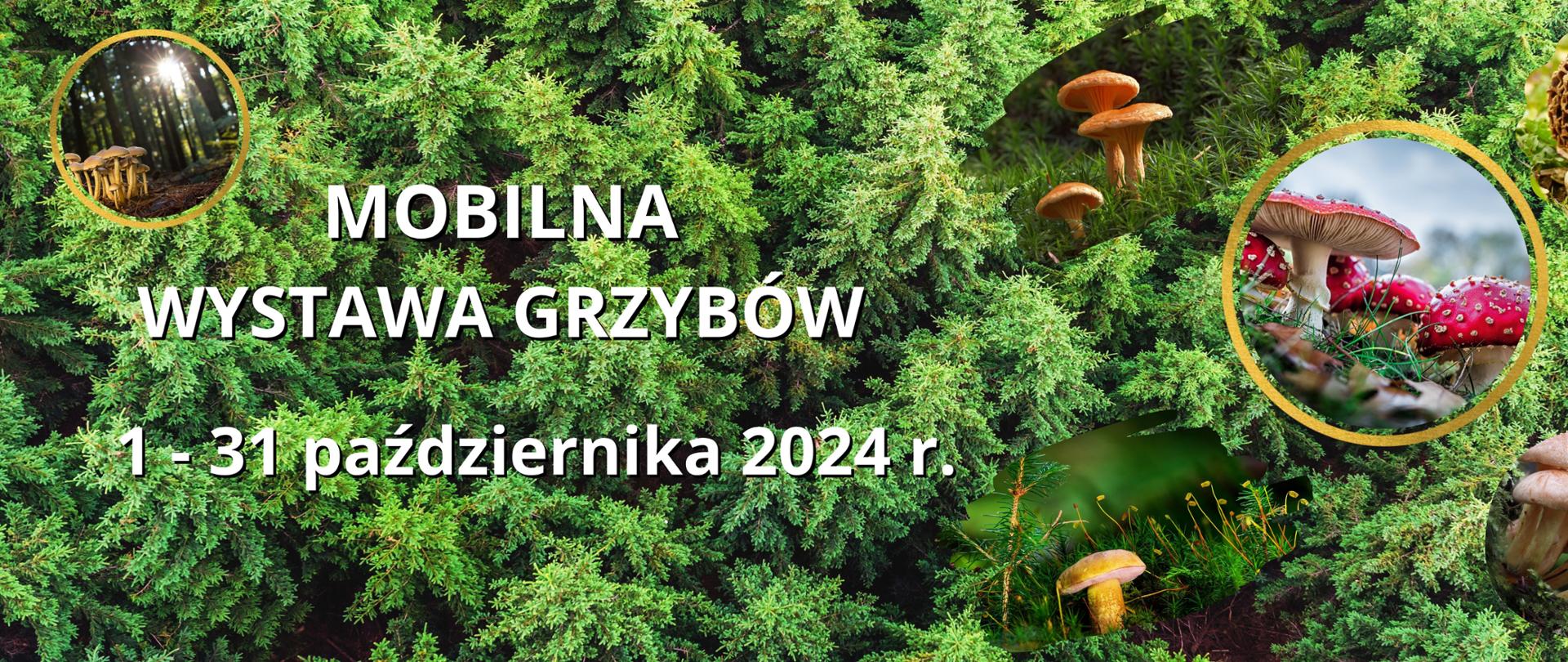 Grafika przedstawia zielone drzewa - tło, na którym po prawej stronie widać w okrągłych ramkach zdjęcia 5 grzybów. Po lewej stronie jest biały napis: Mobilna Wystawa Grzybów 2024 r. Nad napisem w złotej okrągłej ramce również zdjęcie grzybów.