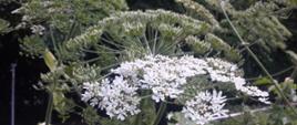 Na zdjęciu pokazany baldachim małych, białych kwiatków barszczu perskiego.