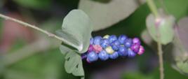 Na zdjeciu pokazane małe niebieskie praz fioletowe kuleczki są to owoce Persicaria perfoliata.