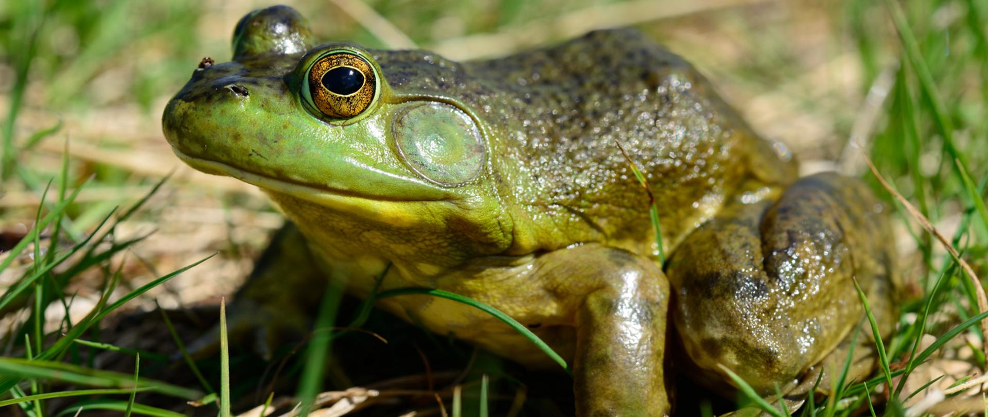 Na trawie stoi żaba rycząca o o oliwkowym ciele i jaśniejszej głowie, bardzo dobrze widoczne oczy w kolorze złotym.