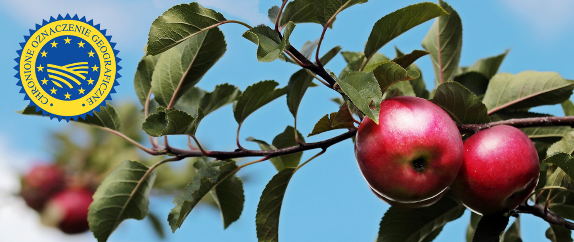 Gałązka z dwoma czerwonymi jabłkami na tle błękitnego nieba. W lewym górnym rogu logo ChOG
