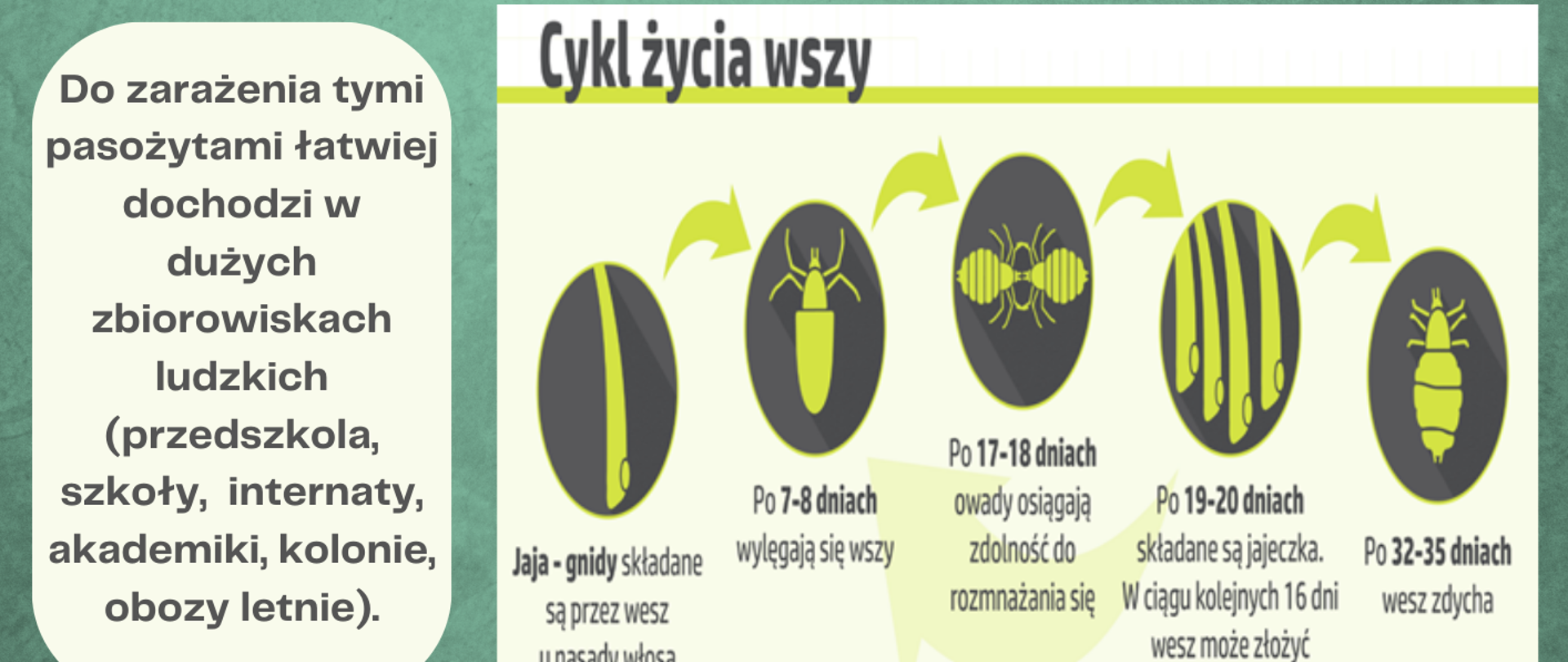 Czym jest wszawica