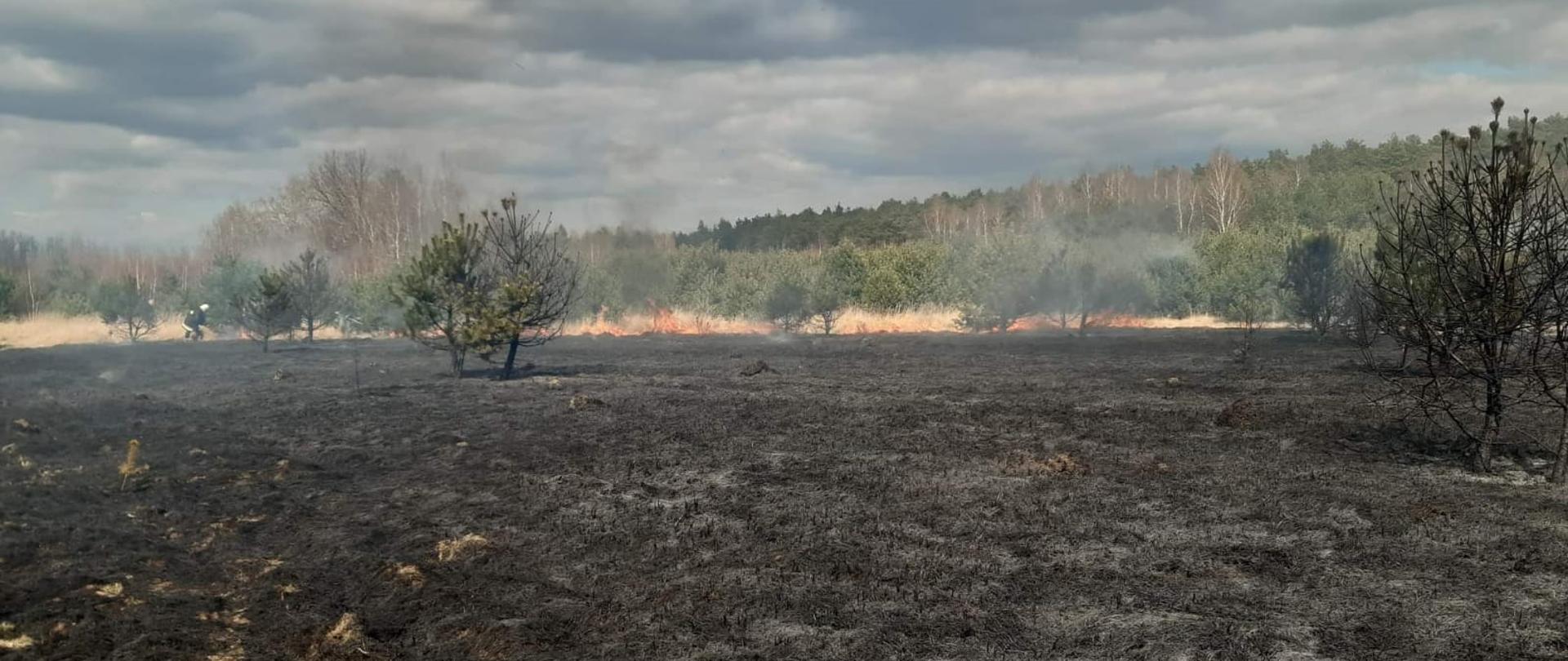 Na pierwszym planie widać połacie wypalonej trawy na nieużytkach. W tle widnieje las, z którego unosi się dym. Na zdjęciu widać także ogień, z którym strażacy w umundurowaniu specjalnym walczą przy użyciu tłumic.