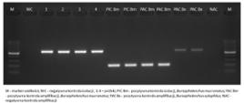 Obraz badań PCR

