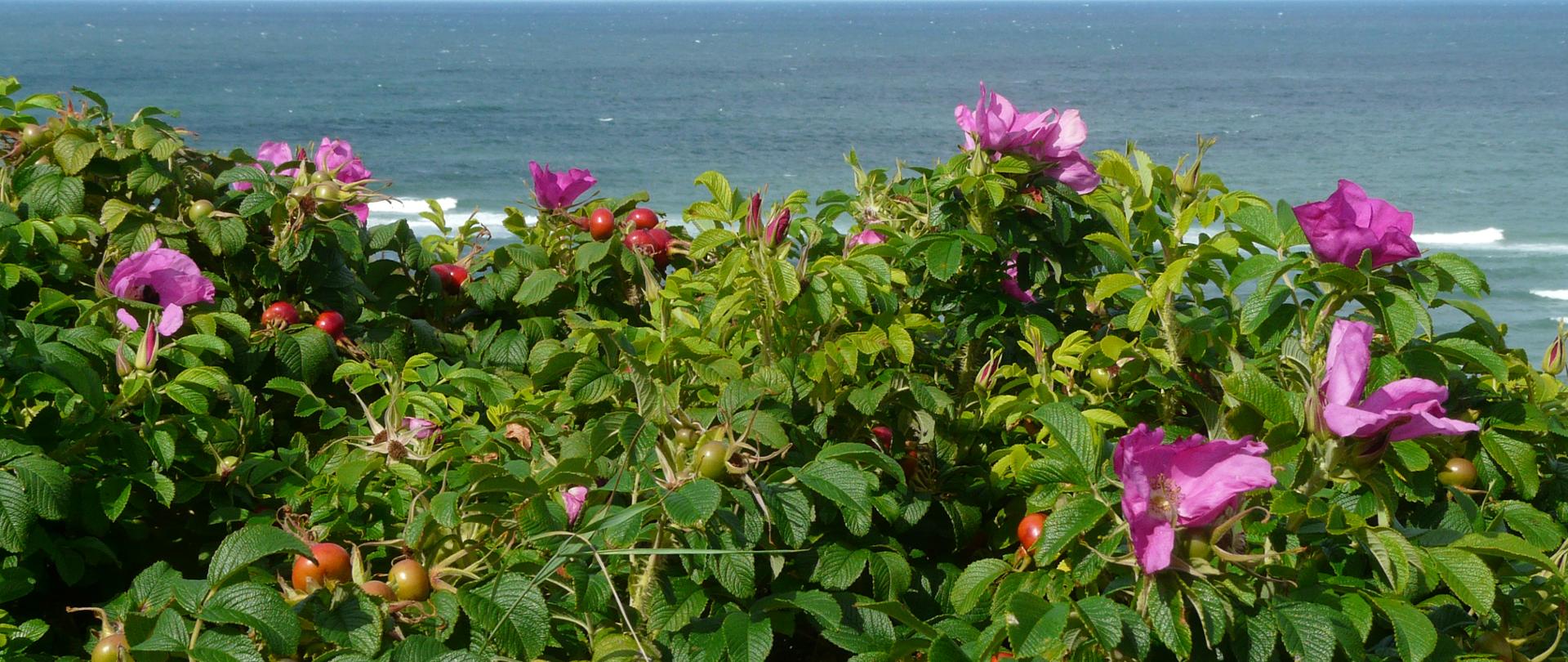 Na tle morza rośnie róża pomarszczona o różowych kwiatach.