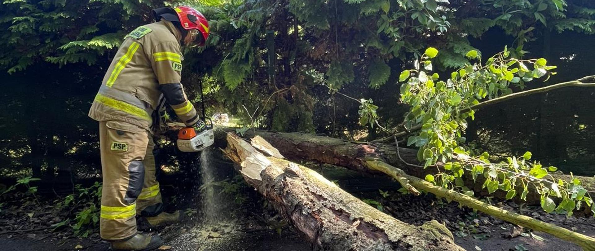 Zdjęcie przedstawia strażaka podczas ścinania powalonego drzewa po nawałnicy