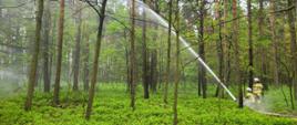 Dwóch strażaków w lesie obsługuje działko wodne które leje wodę na wierzchołki drzew. Widoczne runo leśne i drzewa wysokie. 