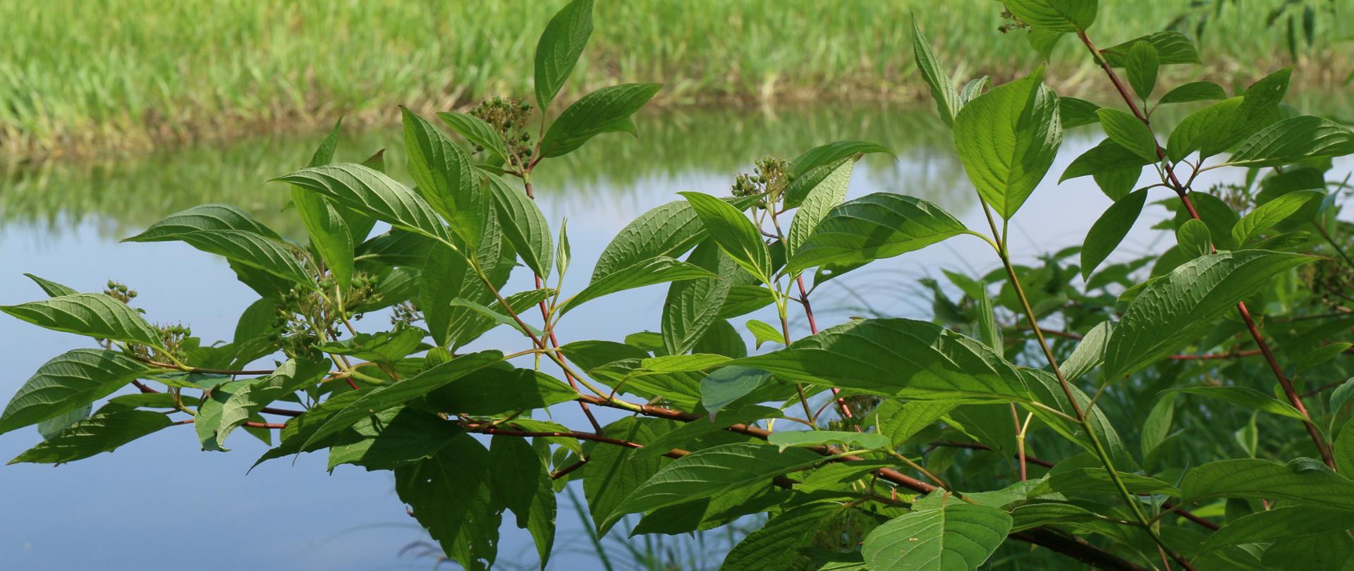 Na tle rzeki pokazana gałąź wraz zielonymi liśćmi oraz gronami owoców derenia rozłogowego.