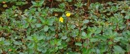 Na zdjęciu Ludwigia peploides. Jej wyrastające z wody łodyżki o zielonych liściach o owalnym kształcie, na jednej z łodyżek dwa żółte pięciopłatkowe kwiaty. 