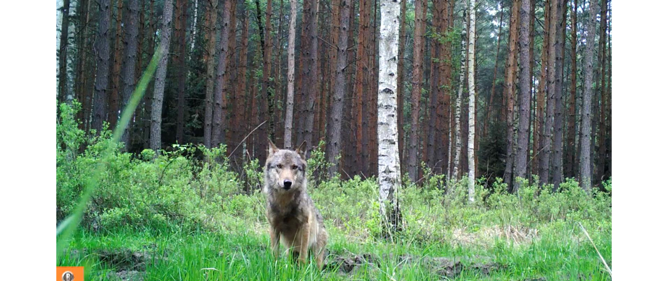 Wrocław: Monitoring Wilka W Obszarach Natura 2000 - Regionalna Dyrekcja ...