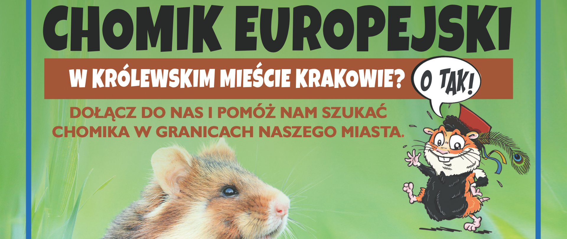 Chomik europejski w królewskim mieście Krakowie? O tak! Dołącz do nas i pomóż nam szukać chomika w granicach naszego miasta. Czekamy na wszelkie informacje o występowaniu chomika w Krakowie: nory lub obserwacje na polach lub w ogródku; martwy chomik rozjechany na jezdni; chomik przyniesiony przez kota albo psa, itp. Zapraszamy także w teren! Jeśli chcesz dołączyć do poszukiwań i dowiedzieć się więcej o chomiku zadzwoń lub napisz. Kontakt: e-mail: projekt_badawczy_chomik@urk.edu.pl telefon: 723698422, 606211885. Gdy ruszą żniwa, my także ruszymy! Chodźże na pola! Projekt współfinansowany ze środków Miasta Krakowa. Pod plakatem: logo Uniwersytetu Rolniczego w Krakowie i Urzędu Miasta Krakowa.