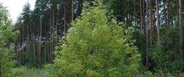 Po środku duże, liściaste, zielone drzewo - klon jesionolistny. W tle las iglasty. 