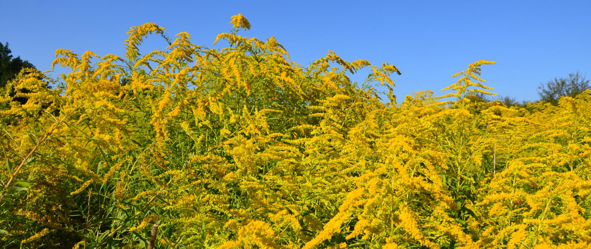 Na zdjęciu gęsto rosnąca nawłoć kanadyjska o żółtych kwiatach.