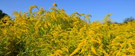 Na zdjęciu gęsto rosnąca nawłoć kanadyjska o żółtych kwiatach.