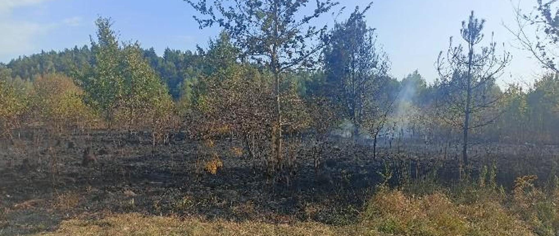 Zdjęcie przedstawia wypaloną suchą trawę miedzy młodymi drzewami. Nad pogorzeliskiem unosi się dym.