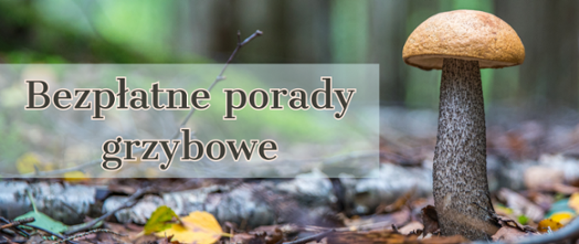 Bezpłatne porady grzybowe 