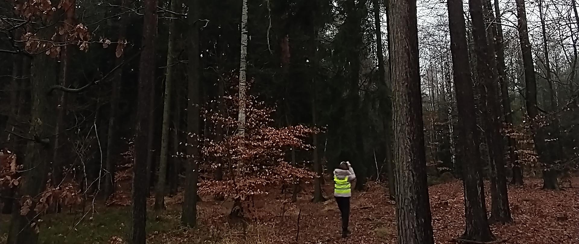 Las z wysokimi drzewami. Na ziemi leżą opadłe brązowe liście. Pomiędzy drzewami stoi inspektor w zielonej kamizelce odblaskowej oglądający przez lornetkę korony drzew sosny.