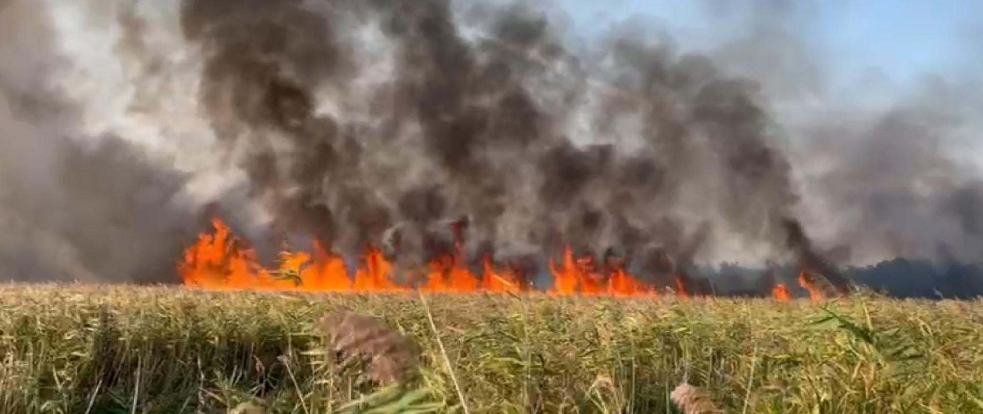 Pożar trzcinowiska na Międzyodrzu