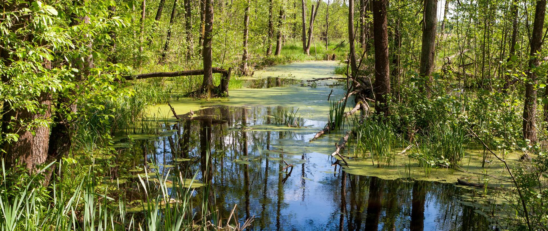 Białowieski Park Narodowy, las pierwotny, podmokły teren, martwe drzewa.