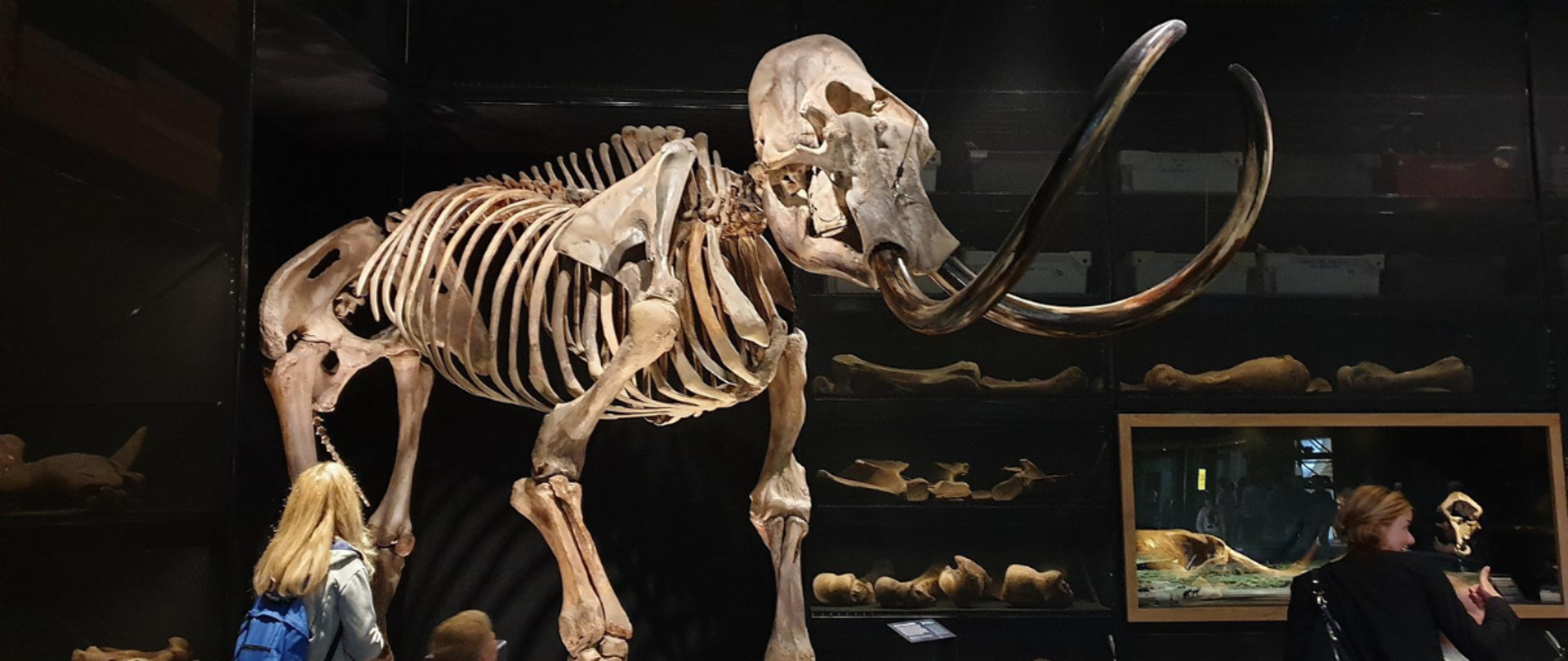 Muzeum. Szkielet mamuta 