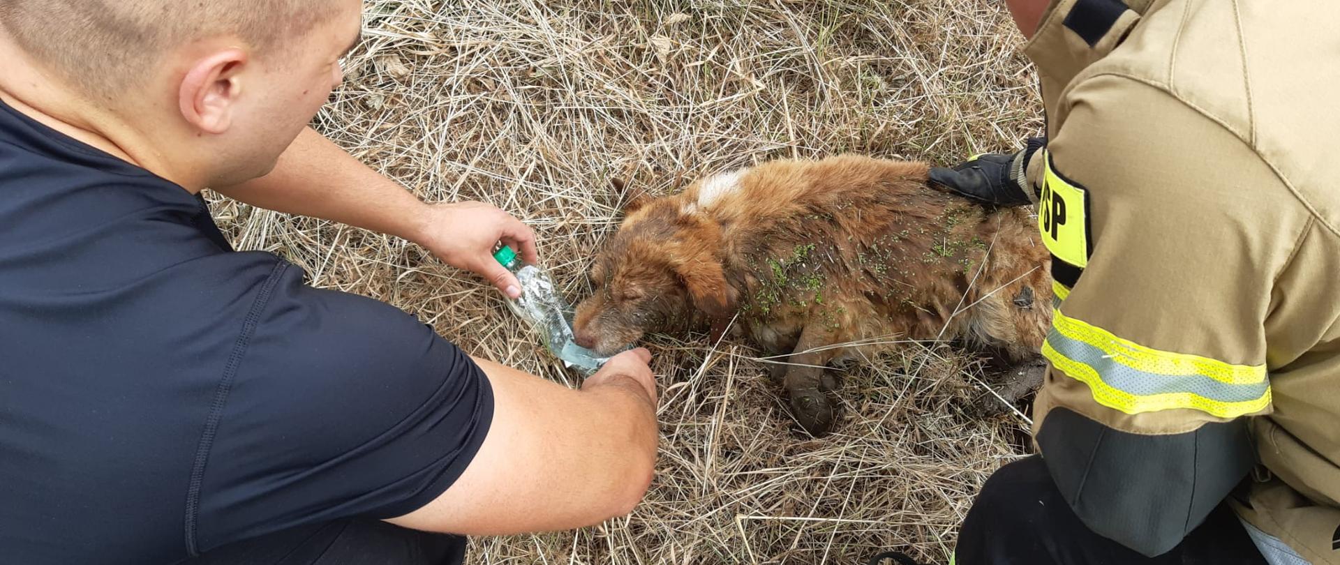 Strażacy pomagają rannemu psu który leży w suchej trawie. Z przeciętej plastikowej butelki dają mu wodę do picia.