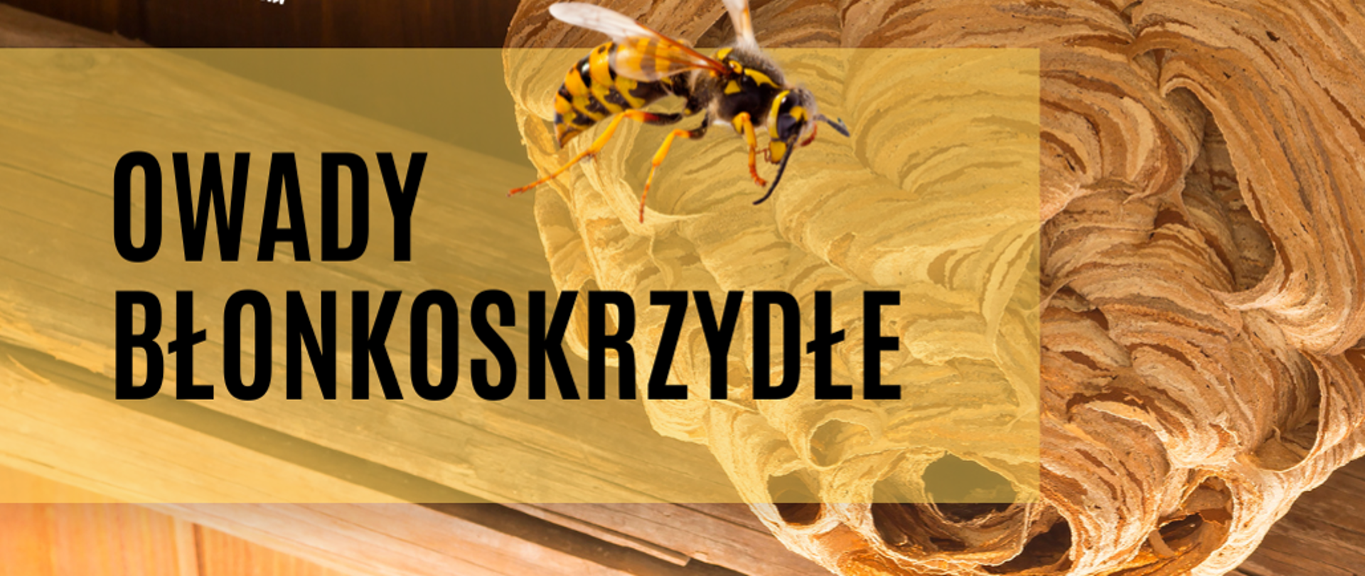 OWADY BŁONKOSKRZYDŁE