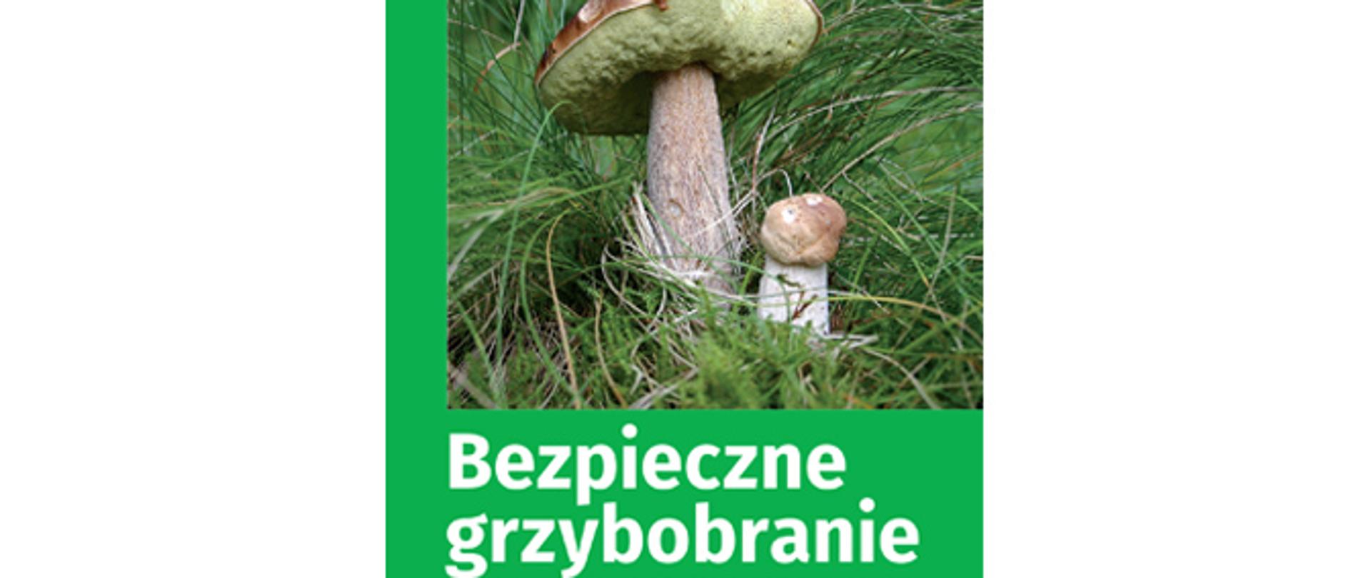 Dwa grzyby duży i mały na runie kleśnym