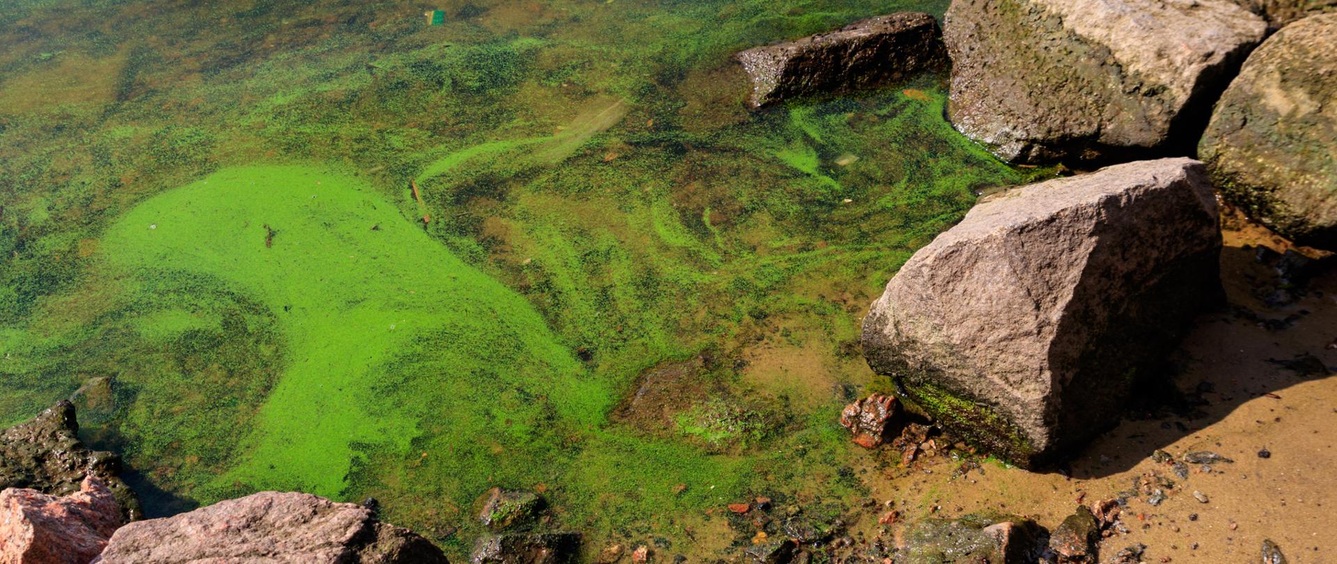 Blooming green water. Green algae polluted river