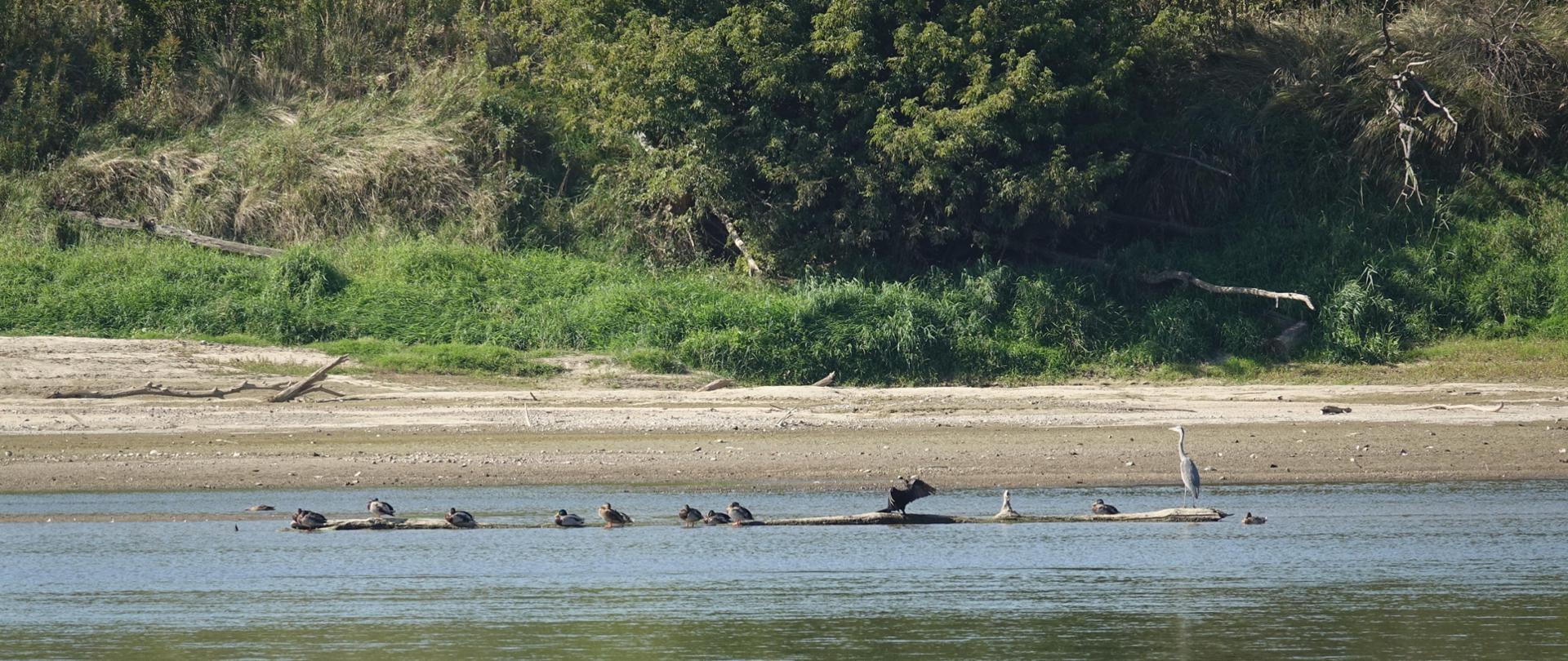 Na kłodzie drewna w rzece siedzą ptaki (m.in. czapla siwa i kormoran), za nimi piaszczysta plaża i zadrzewienia