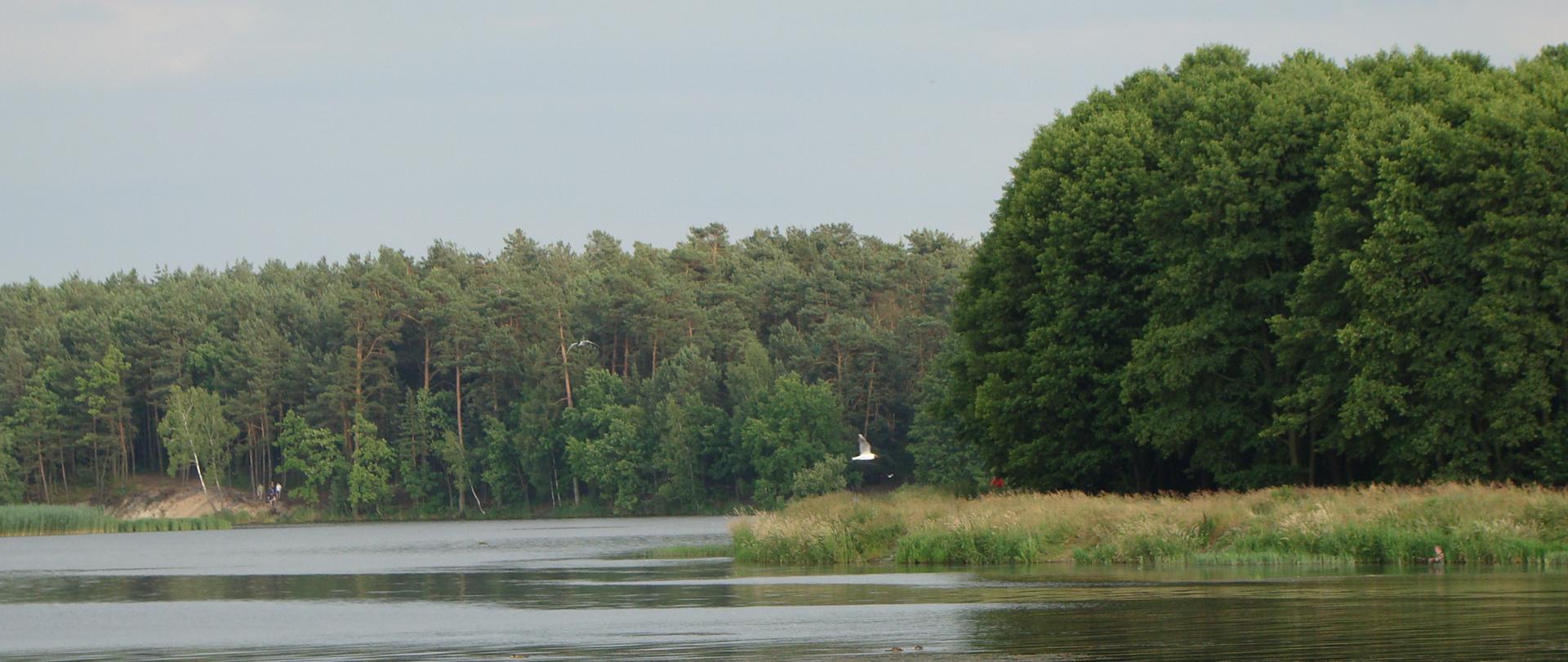 Zalew Zemborzycki. Z prawej strony widoczna wyspa, w tle las. Nad wodą leci ptak.