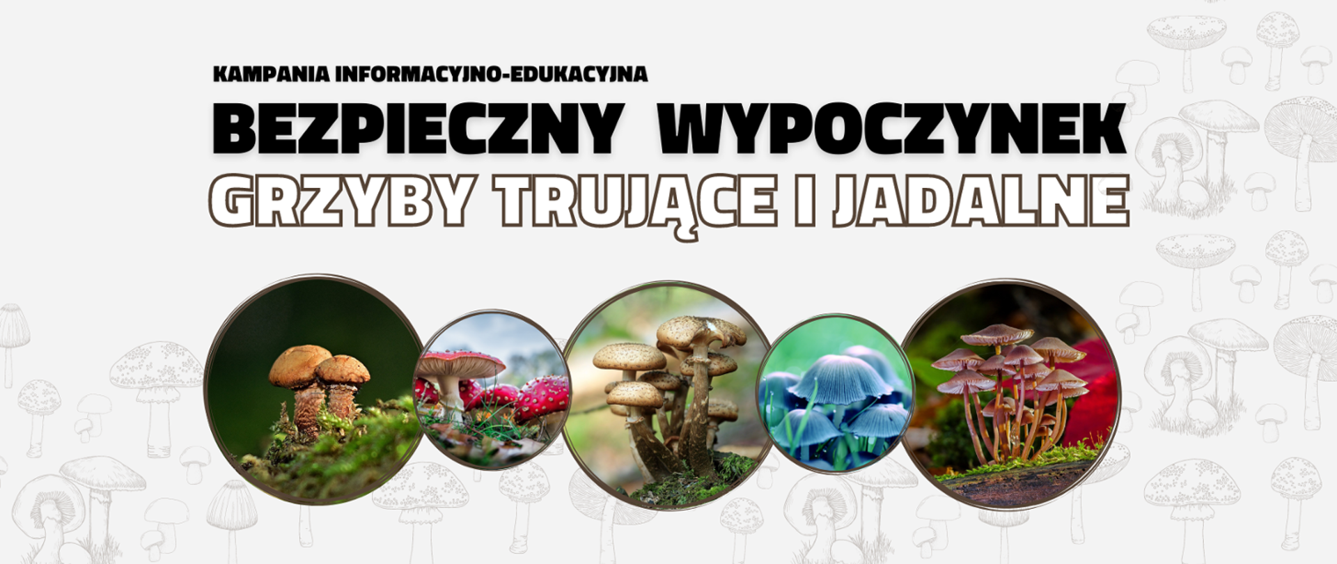 Na zdjęciu zamieszczone są różnego rodzaju grzyby