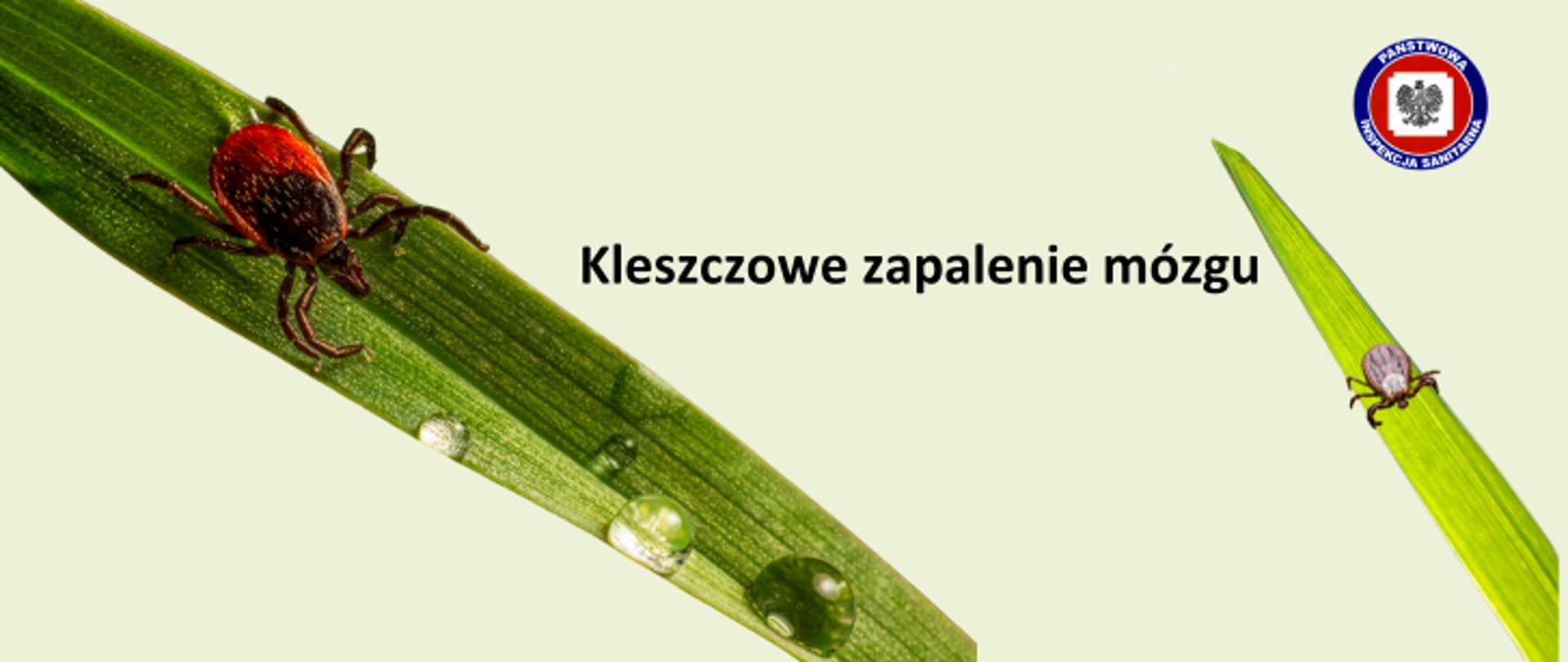 Po lewej i prawej stronie na beżowym tle źdźbło trawy na którym znajduje się kleszcz. Pośrodku ciemny napis "Kleszczowe zapalenie mózgu". W prawym górnym rogu logo Państwowej Inspekcji Sanitarnej.