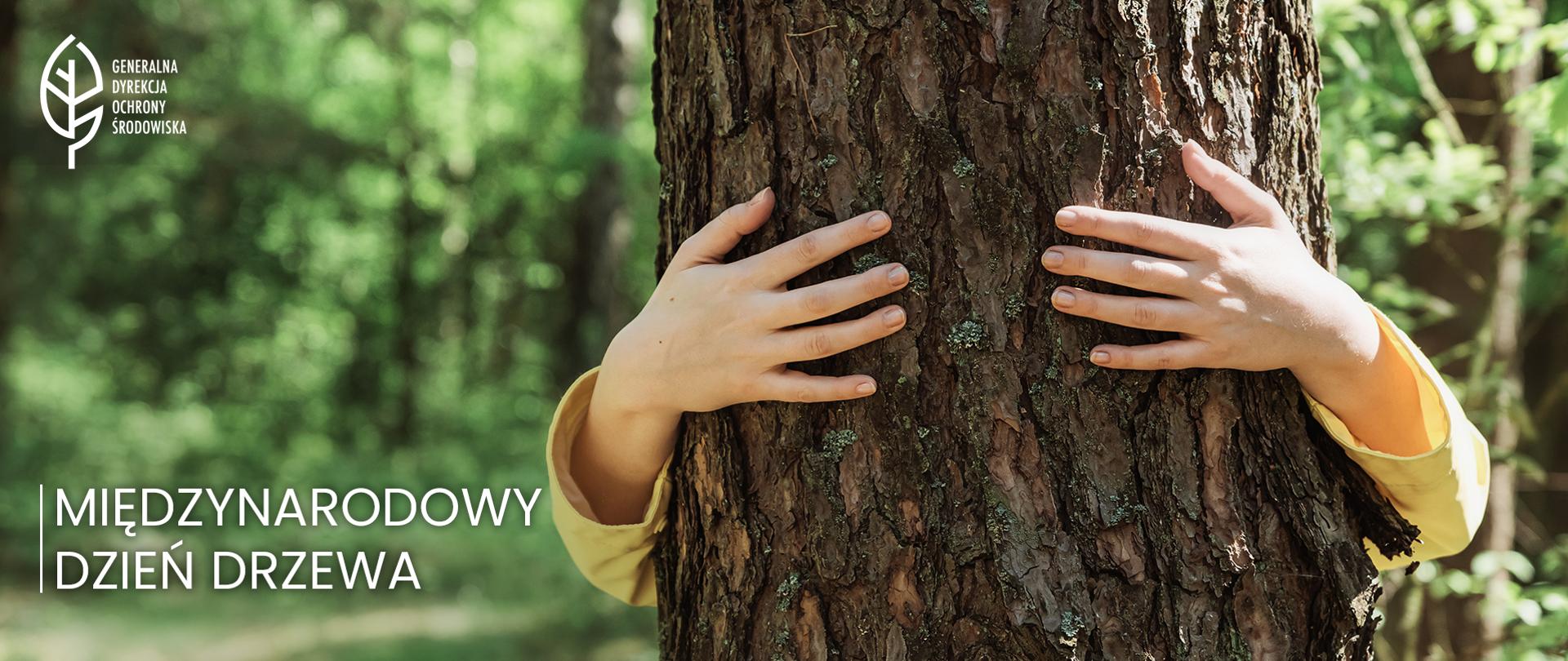 Zdjęcie. Na zielonym tle lasu na pierwszym planie osoba przytula drzewo. Widoczne są tylko dłonie, które obejmują drzewo. Cała postać schowana jest za drzewem. W lewym górnym rogu logotyp Generalnej Dyrekcji Ochrony Środowiska (biły liść). W lewym dolnym rogu napis: MIĘDZYNARODOWY DZIEŃ DRZEWA.