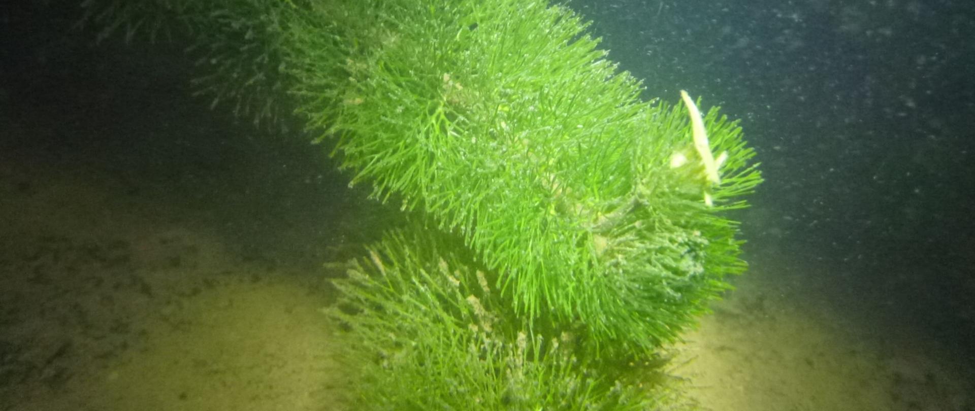 Na zdjęciu rosnąca w wodzie kabomba karolińska.
