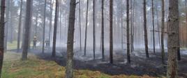 Pożar lasu w Leśnictwie Wiele